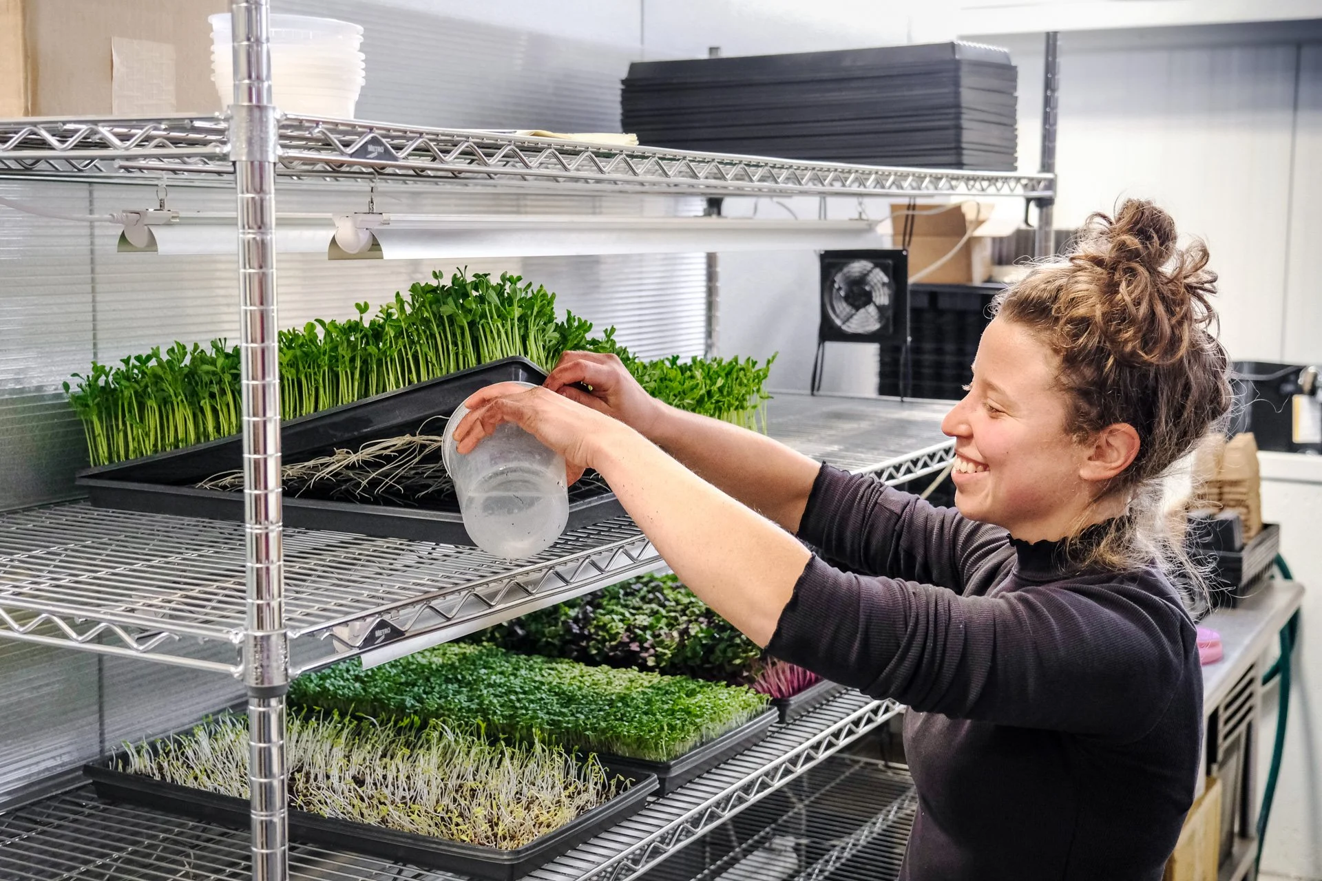 Pea Shoot Grow Guide