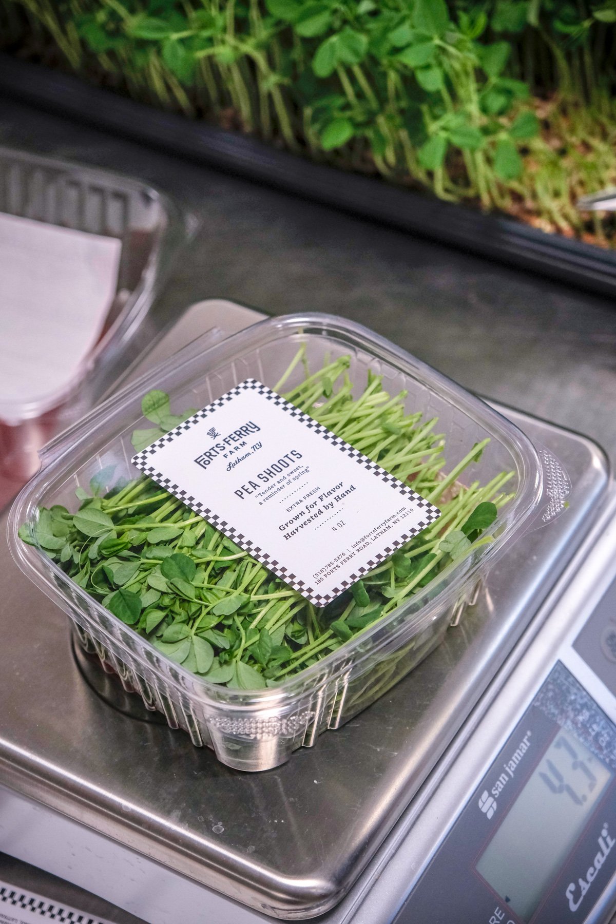  Forts Ferry Farm Pea Shoot Grow Guide 