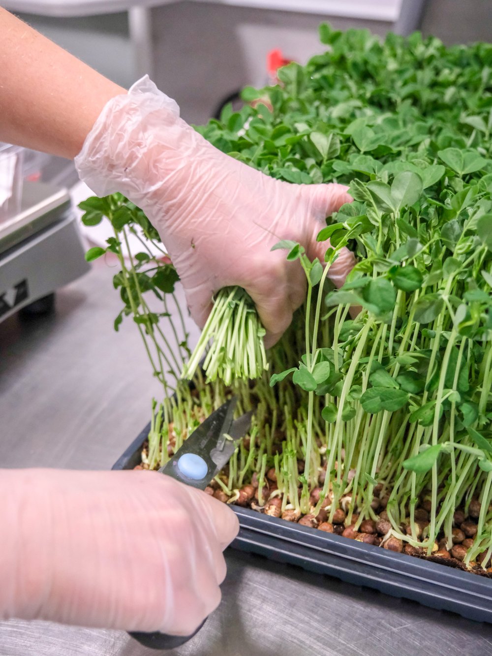 Day 10 — Harvest the shoots with scissors by cutting above the soil line