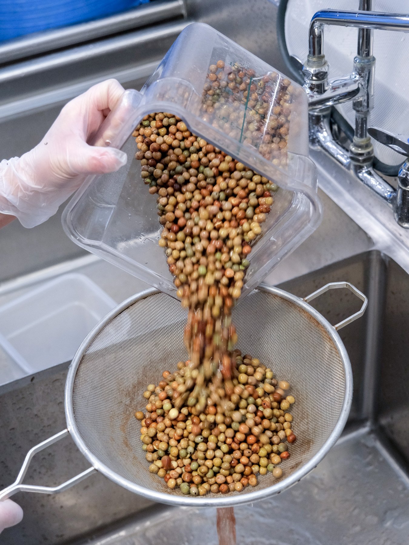 Day 2 — Rinse soaked peas and trays