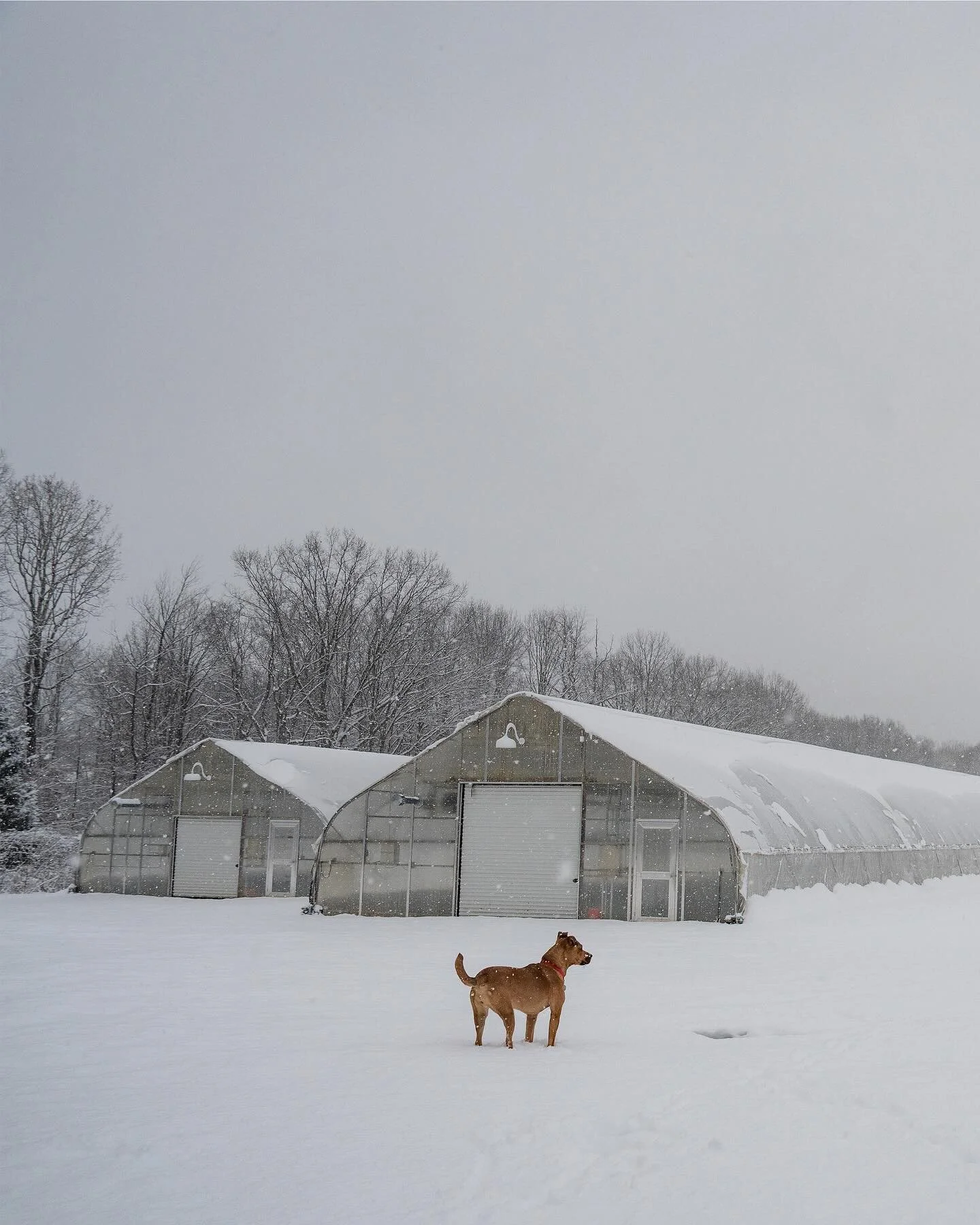 ☃️❄️ Snowday at FFF! ❄️☃️