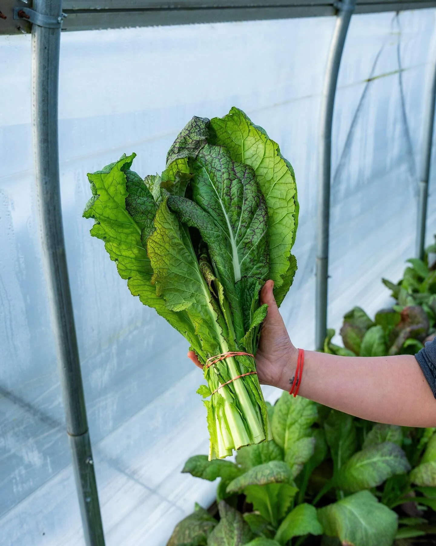 💚Some taasty greens to help battle those winter blues! 💙

Find us this weekend @troymarket with a whole bunch of farm grown goodness!  Saturday starting at 9am in Downtown Troy! 📍