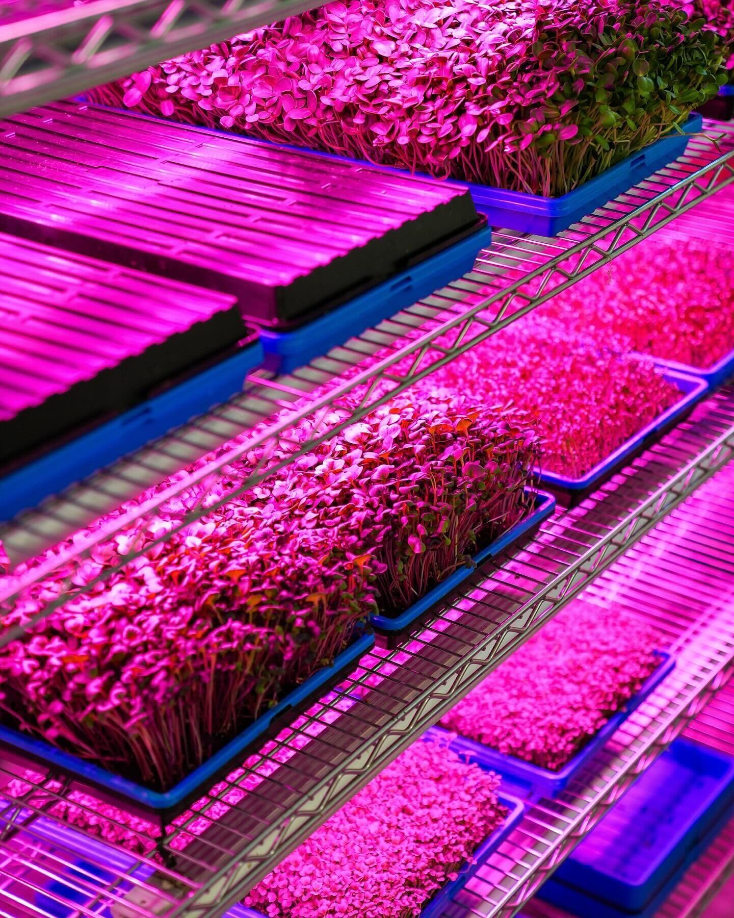 💚 We have 5 varieties of microgreens and shoots and shoots heading to the market this weekend!  Micro in size, but big in flavor and nutrients!  Top them on a salad, swap for lettuce on a sandwich, or use them to brighten up a soup or saut&eacute;e 