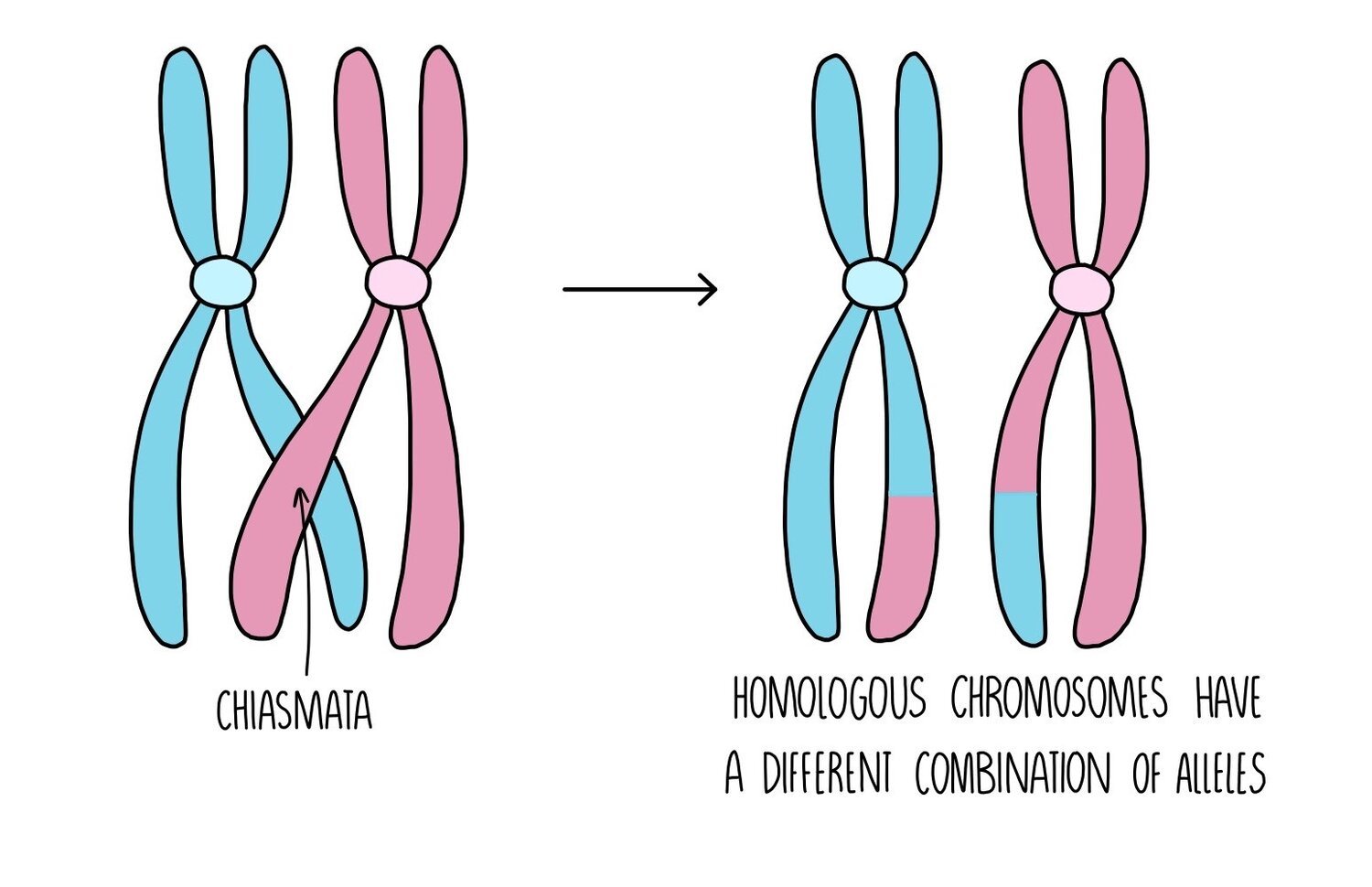 Sexual Reproduction and Meiosis Edexcel A โ the science sauce Biology Diagrams