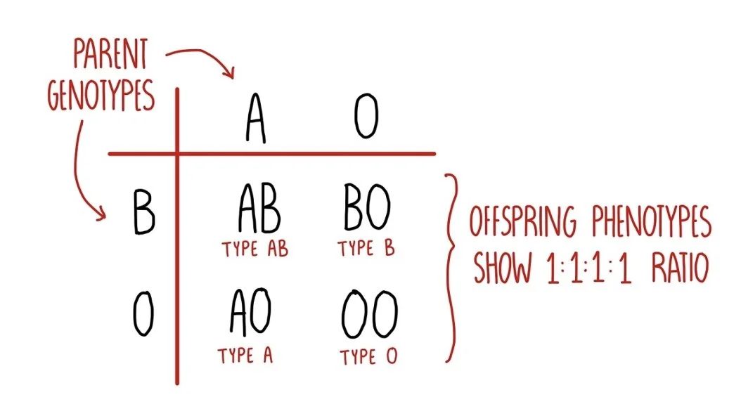 Genetics AQA — the science sauce