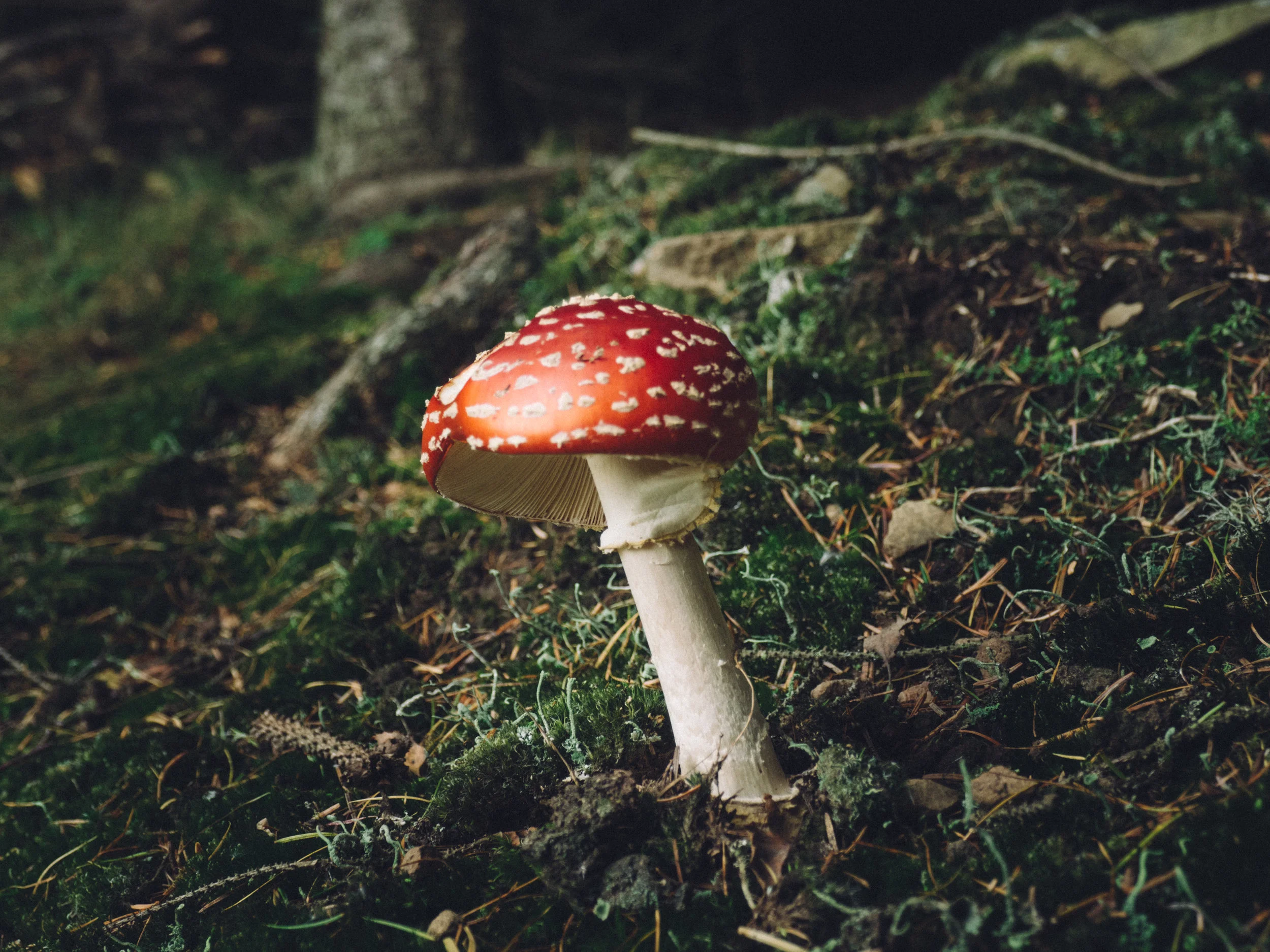 Decomposers such as bacteria and fungi break down dead or undigested material (faeces) and enable nutrients to be recycled in an ecosystem. Decomposers feed by a process called saprotrophic nutrition, which involves released digestive enzymes onto t…