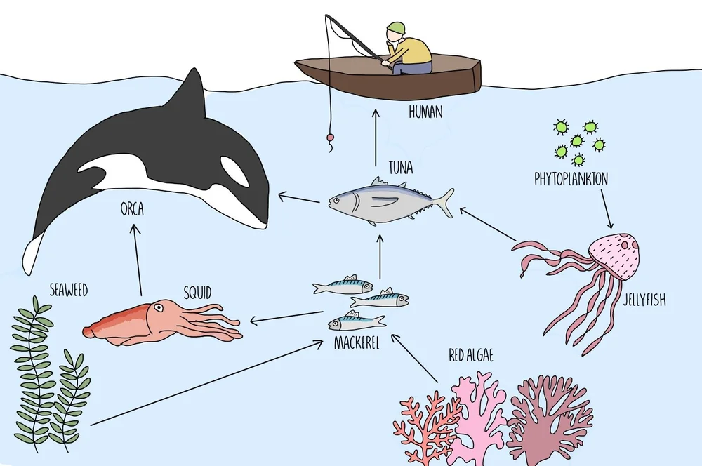 Feeding relationships — the science sauce