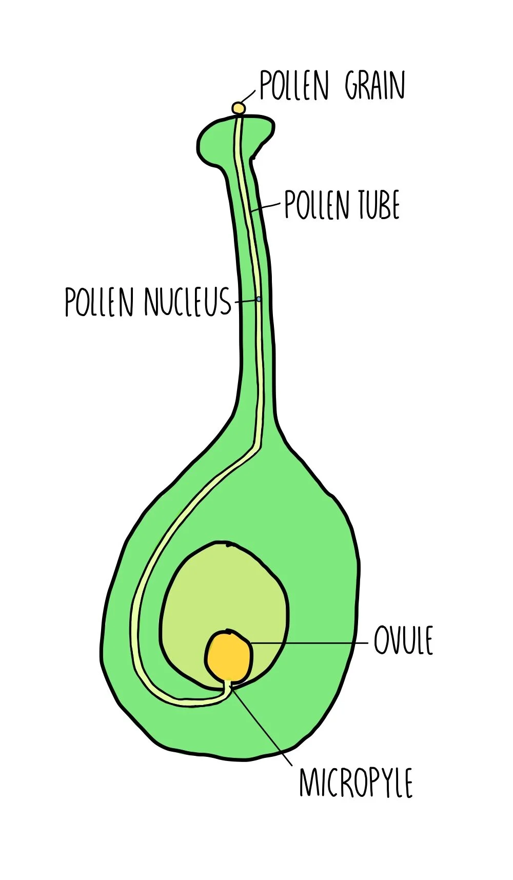 Reproduction (GCSE) — the science hive