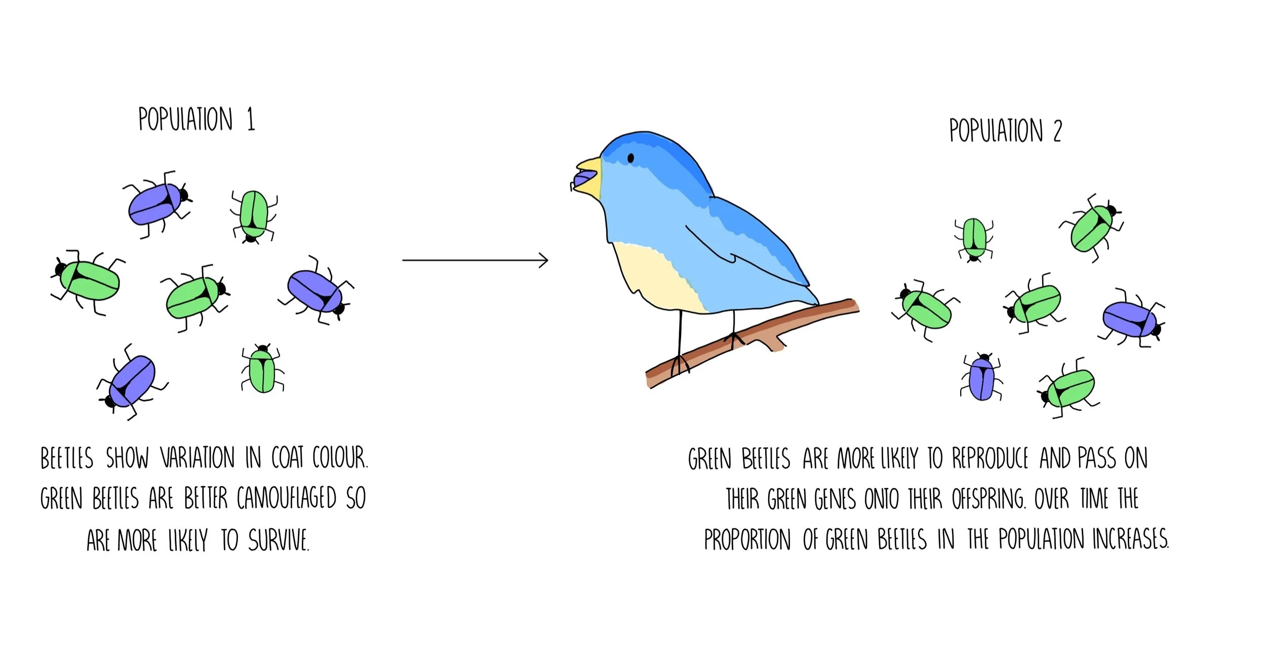 variation science