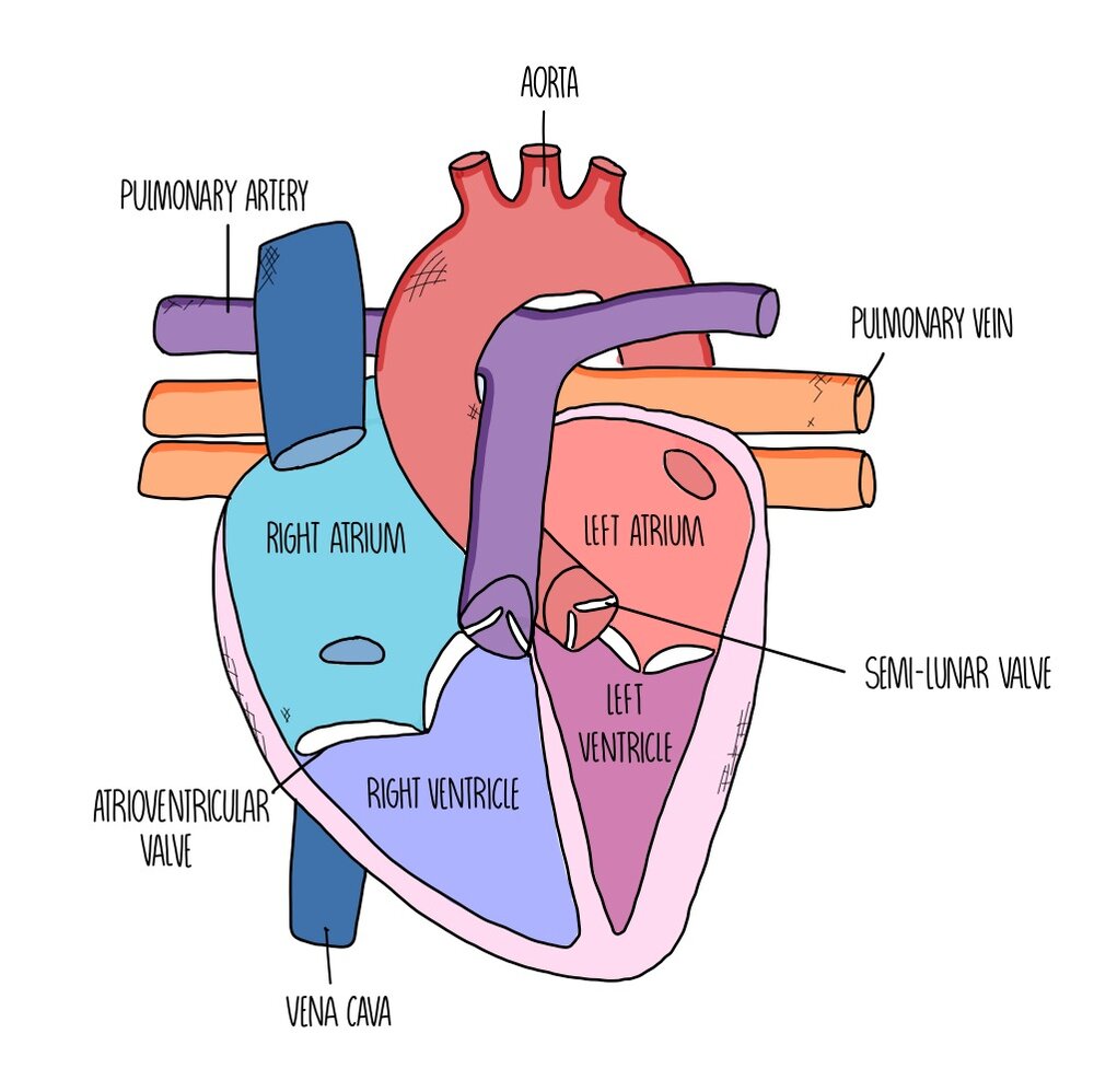 Heart Structure and Cardiac Cycle (A Level) — the science hive Heart Structure and Cardiac Cycle (A Level) — the science hive