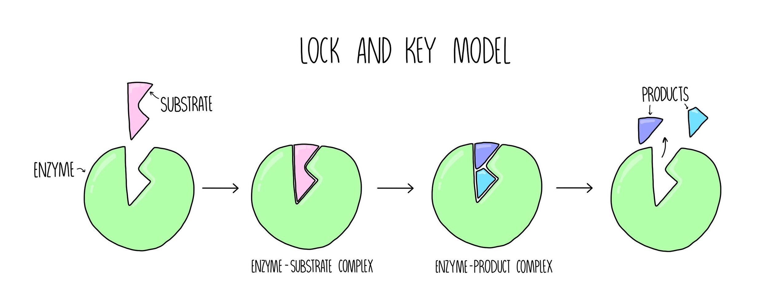 labeled enzymes lock and key