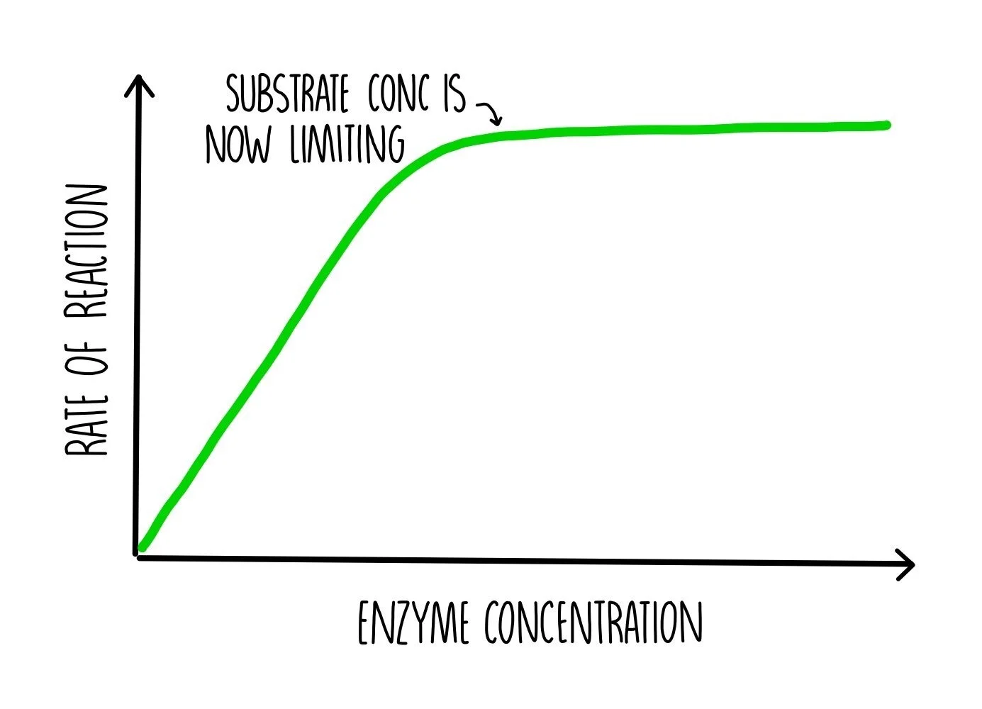 Enzymes (A-Level) — the science sauce
