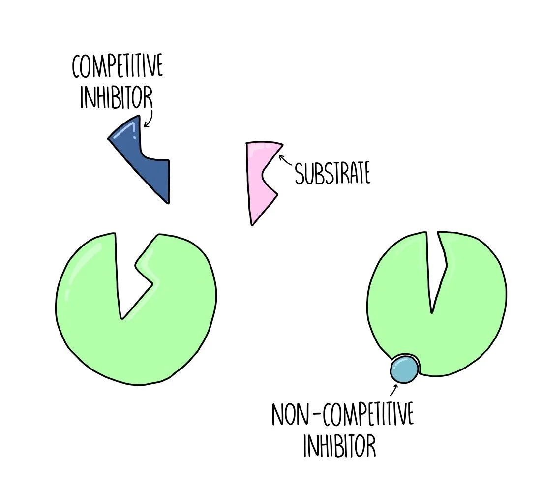 How Do Competitive And Noncompetitive Enzyme Inhibitors Differ? – EVOULZ