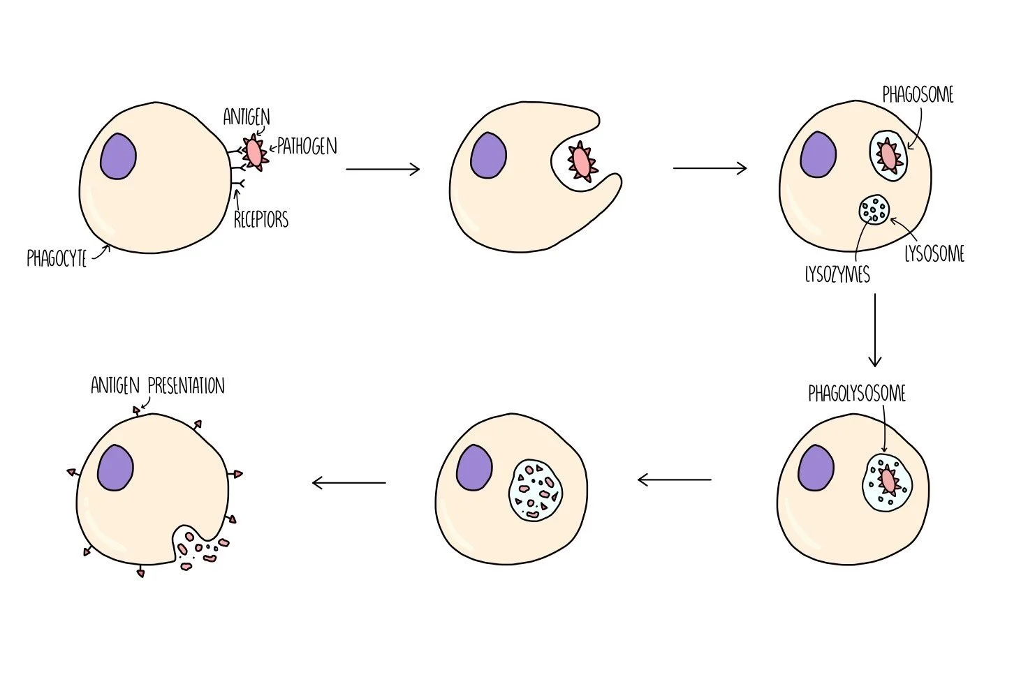 Immune Response A Level The Science Hive