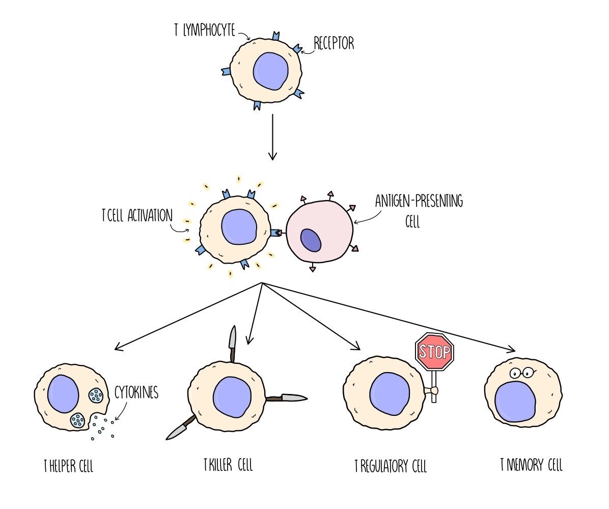 T Lymphocytes Diagram