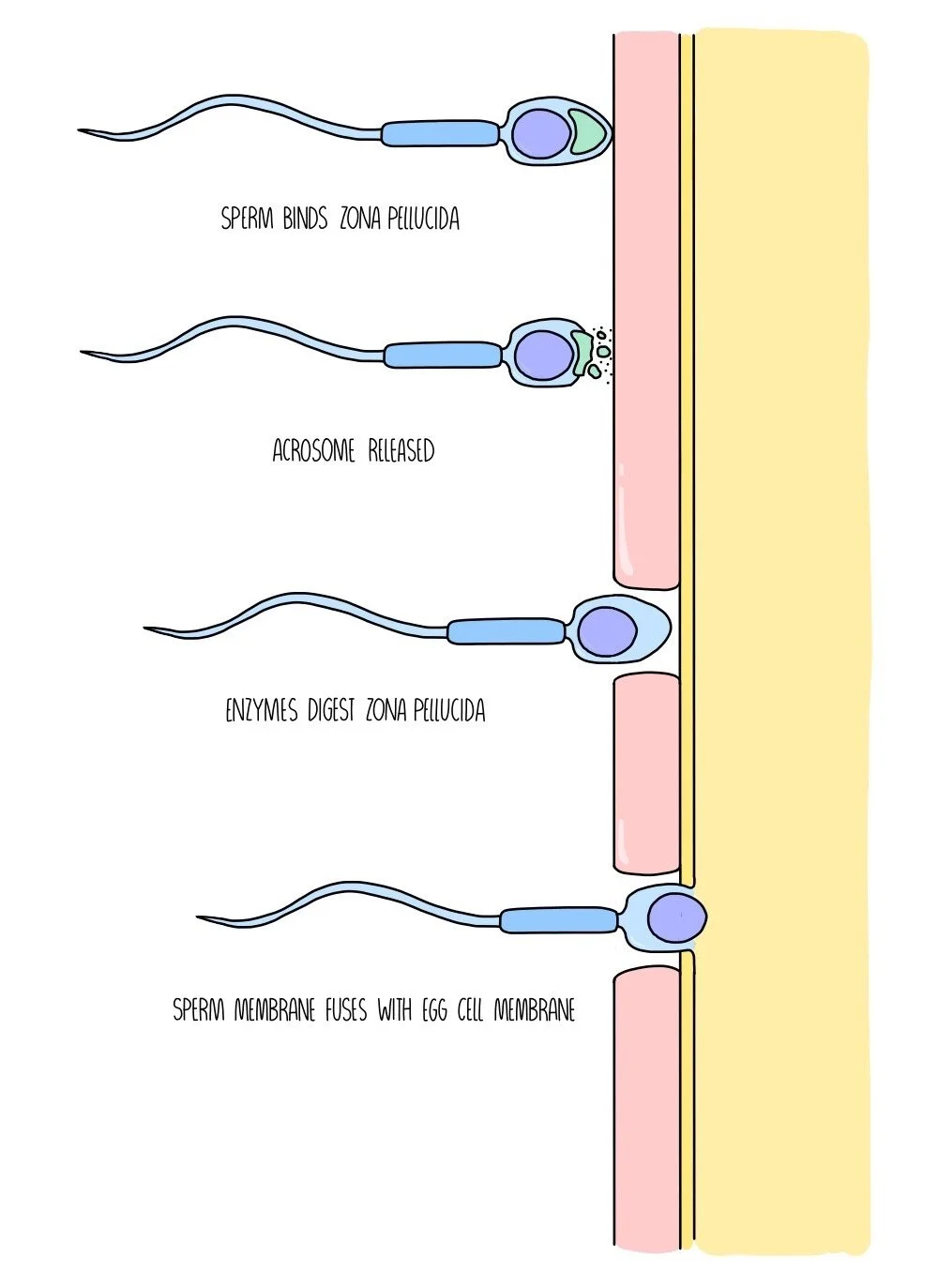 Gametes And Fertilisation A Level The Science Sauce