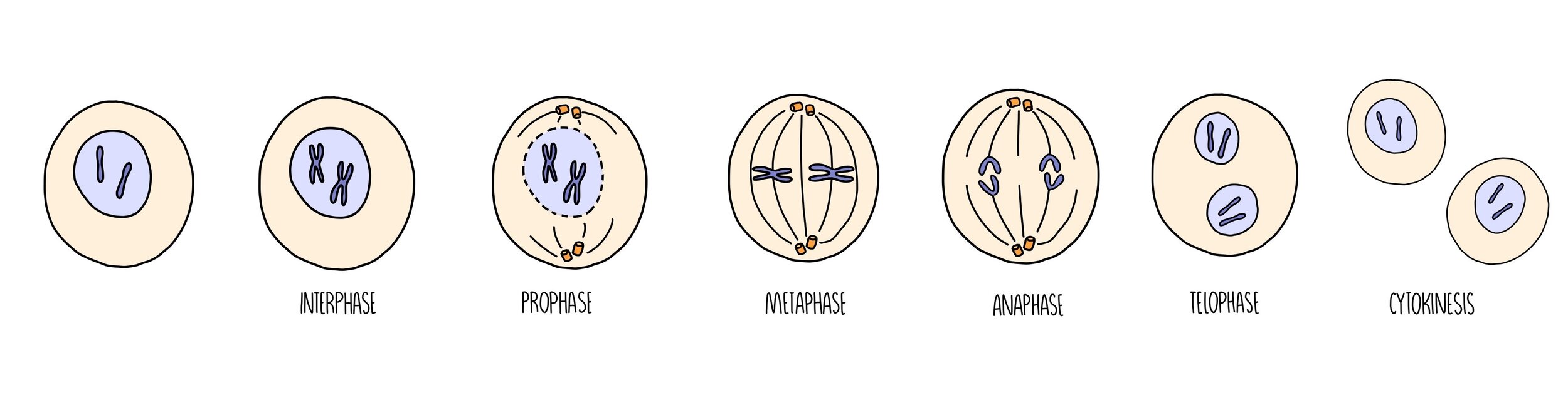 Stages meiosis
