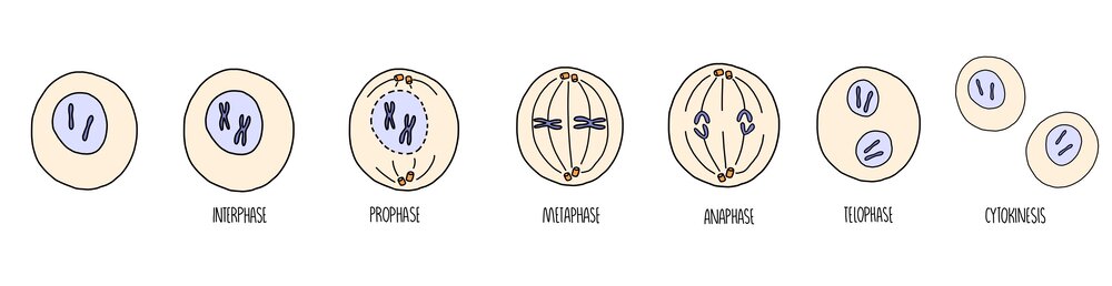 four main stages of mitosis