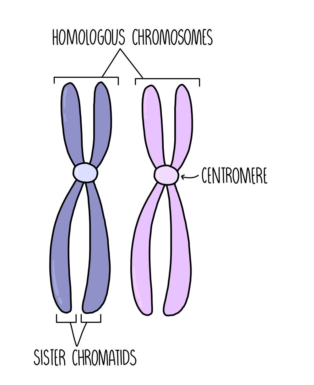 daughter chromosomes