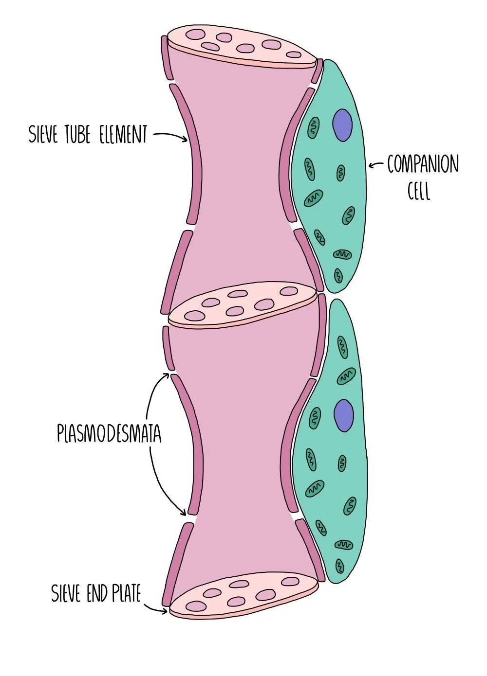 Phloem Diagram