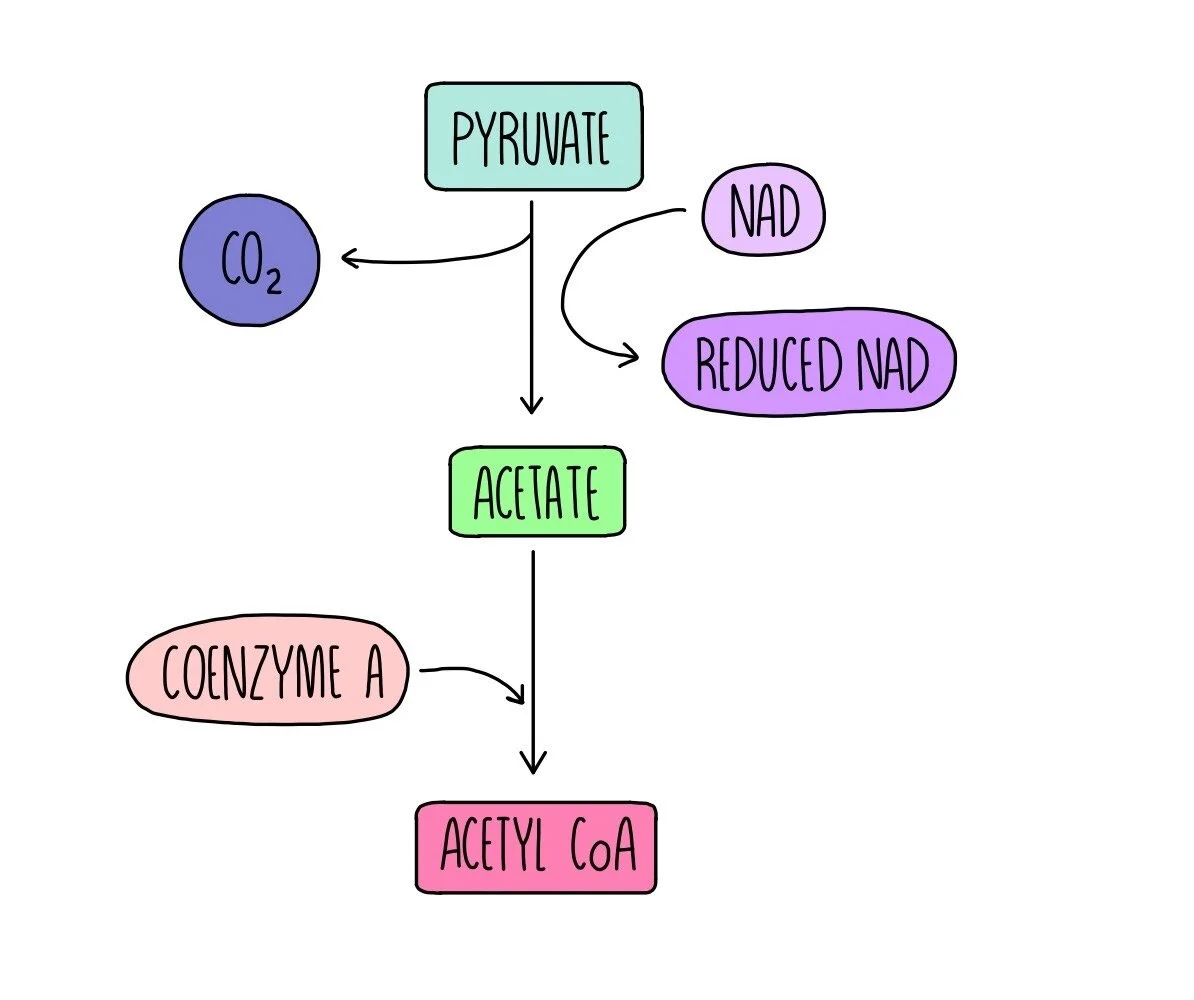 Link Rection Poster Link Reaction Location | Steps of cellular respiration – HXDM