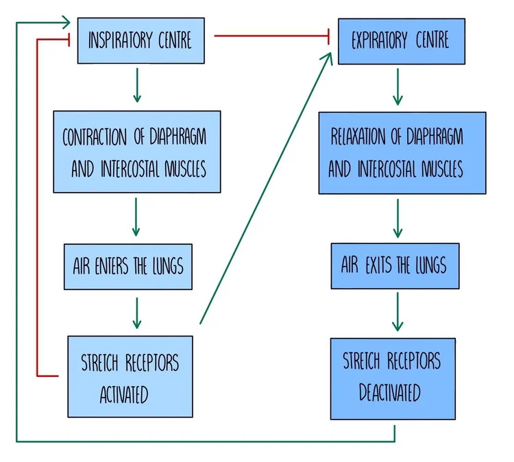 Control of Heart Rate and Breathing Rate (A Level) — the science sauce