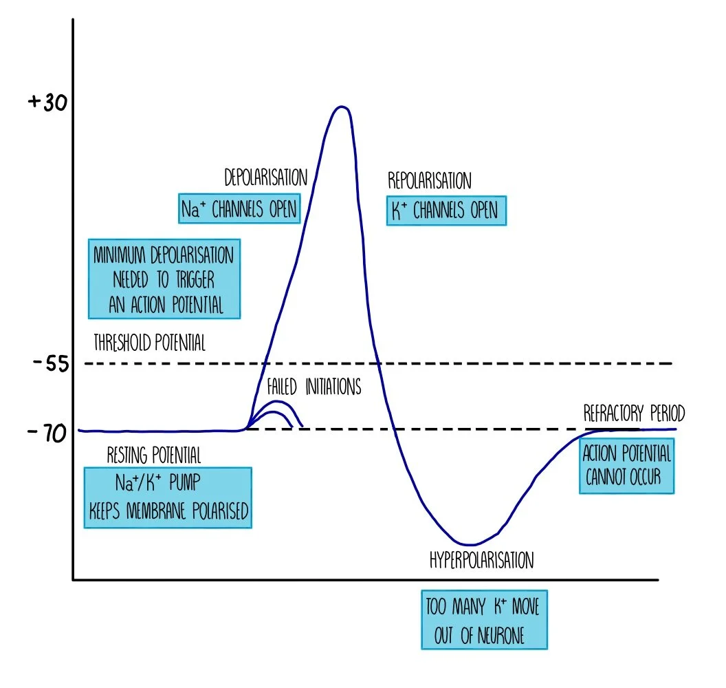The Nervous System (A Level) — the science sauce
