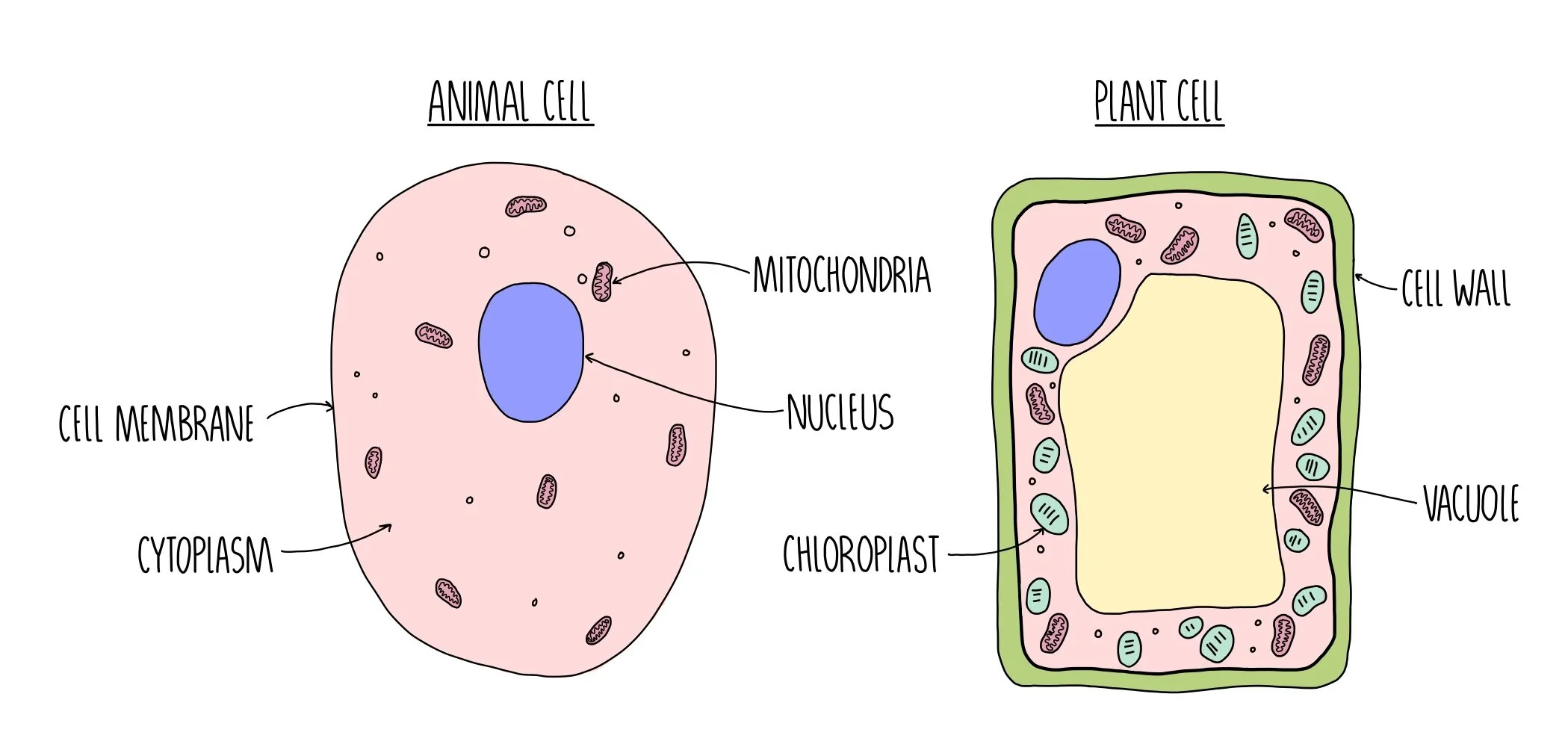 Cell Diagram A-Level Biology _ Structure of a cell – UJVQJF