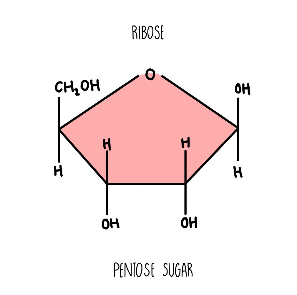 Dna Structure Ribose Molecular Formula Of Ribose – Ribose – LJPRRC