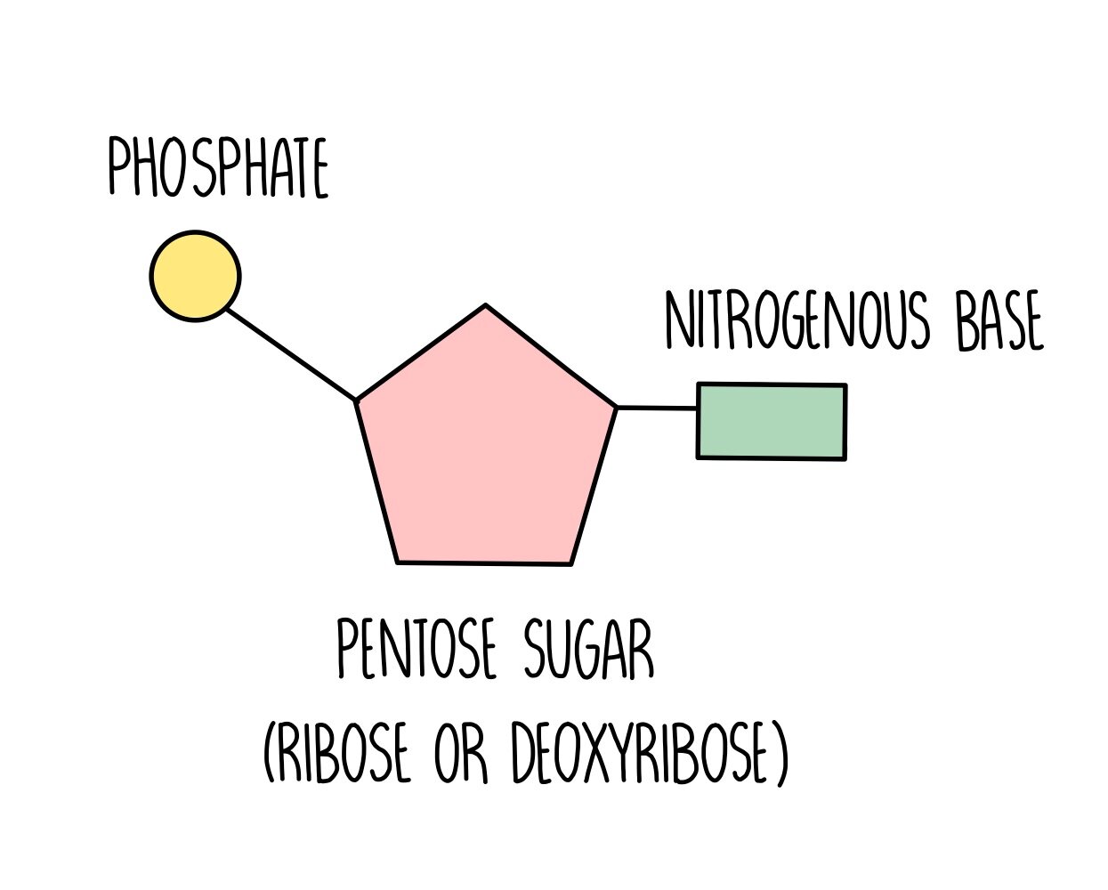 Nucleotides and Nucleic Acids — the science hive