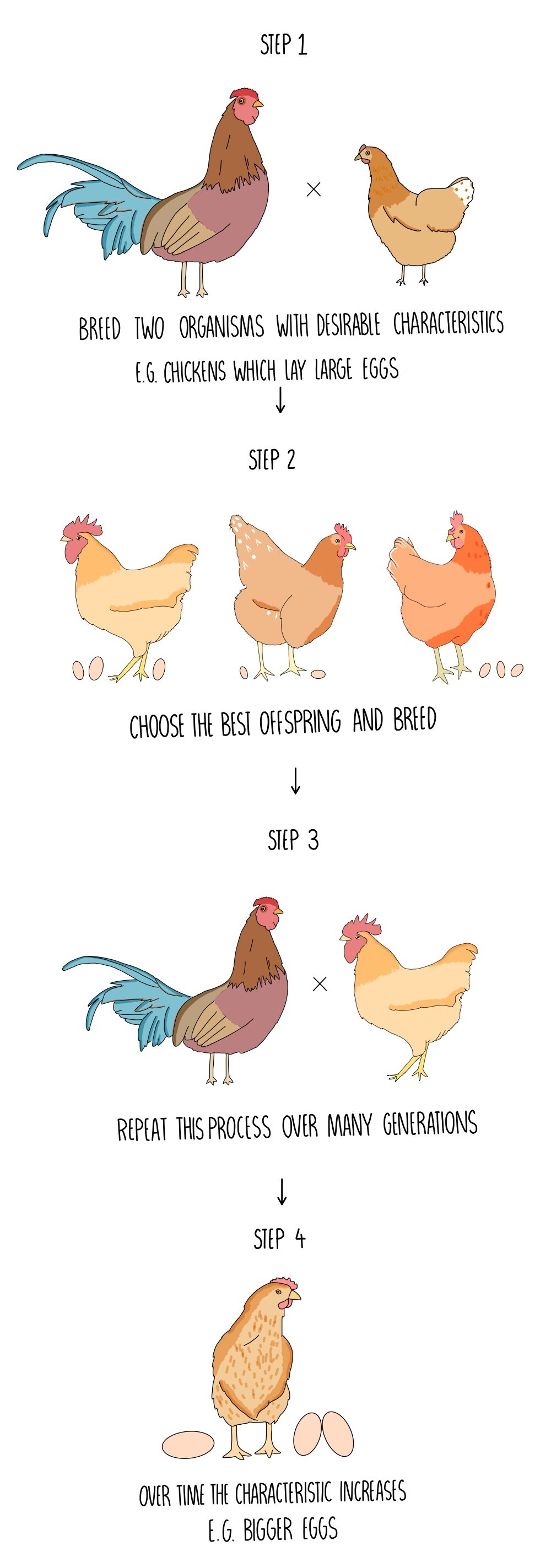 selective breeding diagram