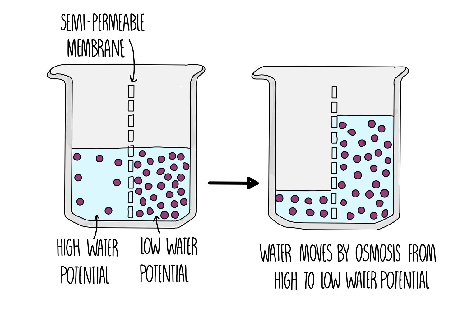 how to find water potential of potato