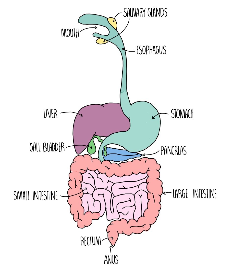 Animal Tissues, Organs and Organ Systems — the science hive