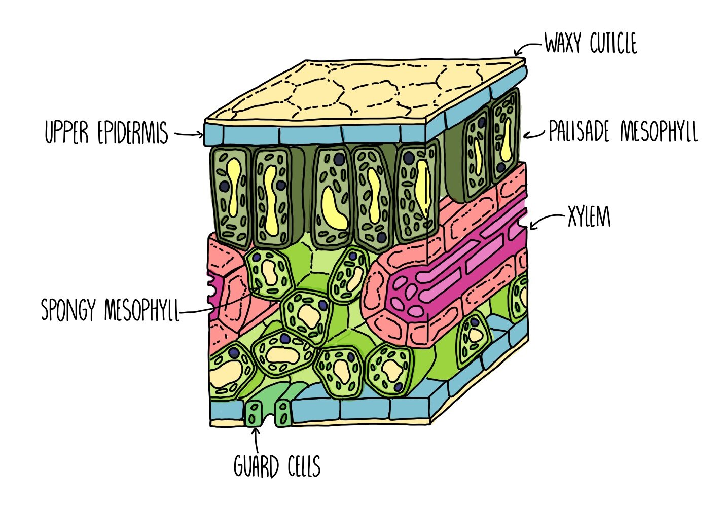 Plant Tissues, Organs and Organ Systems — the science hive