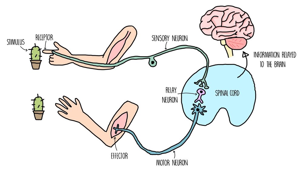 nervous system and homeostasis