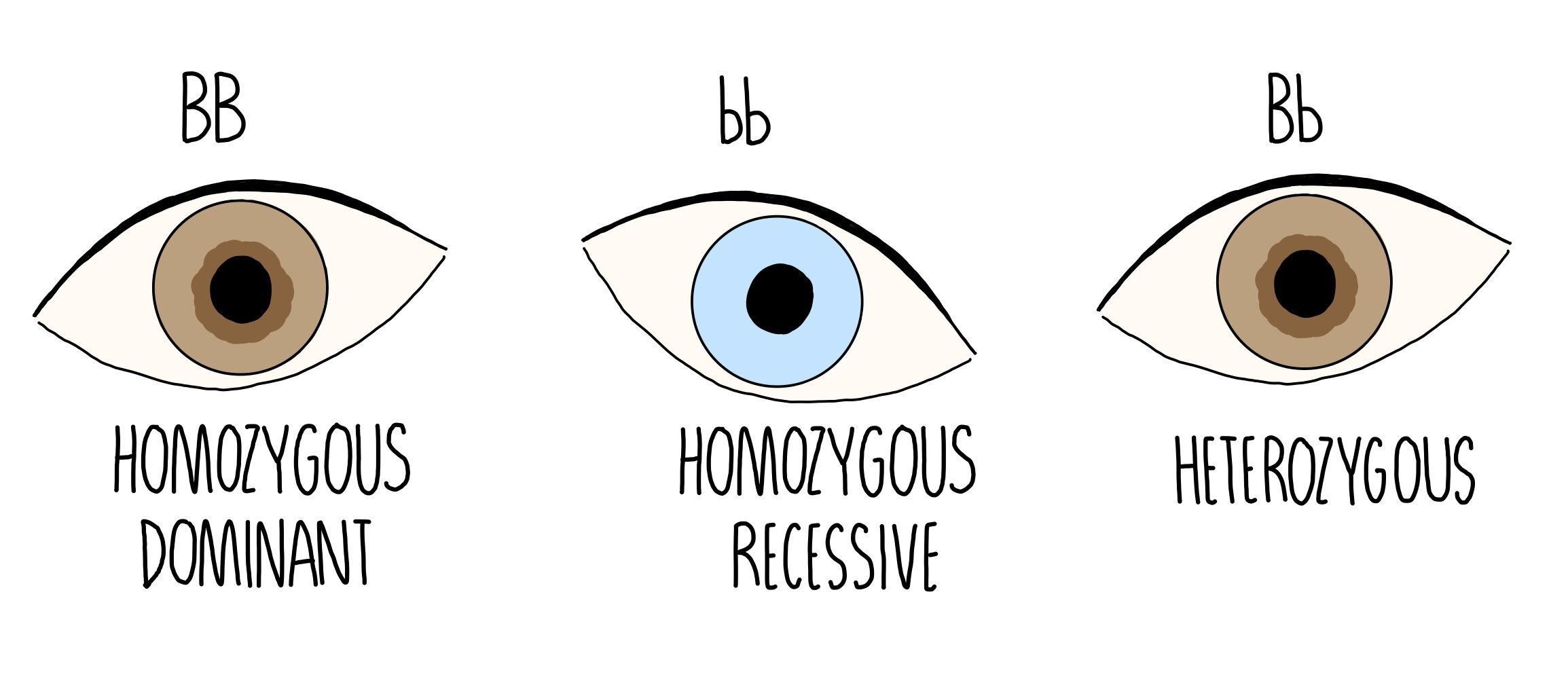 Recessive gene examples