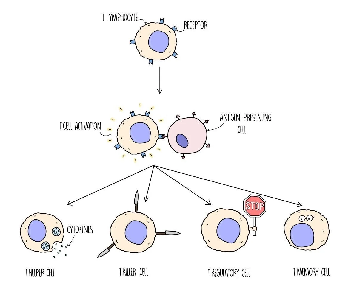Phagocyte Diagram Gcse