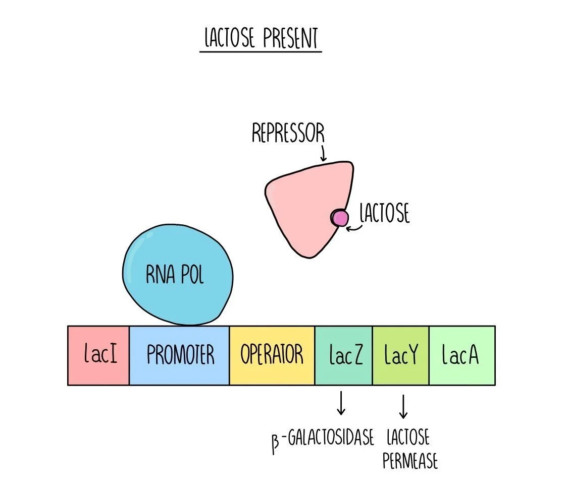 Laca Lab Form Cellular Control OCR — the science sauce