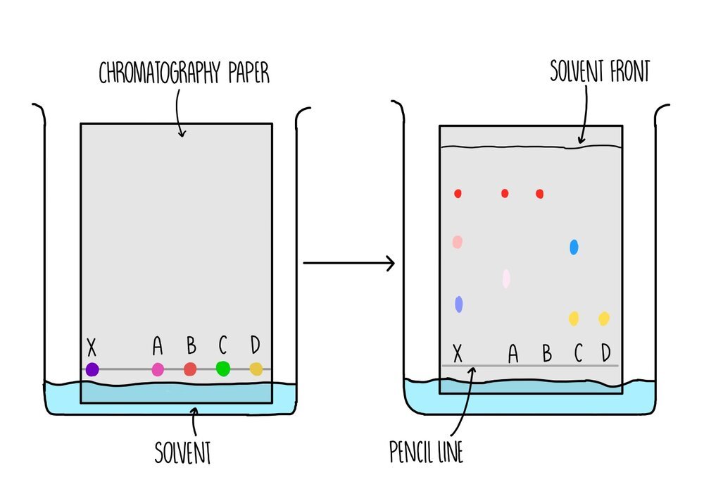 Chromatography Of Photosynthetic Pigments at Tracy Abney blog