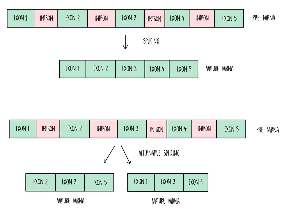 Define Splicing DNA and Protein Synthesis AQA — the science sauce