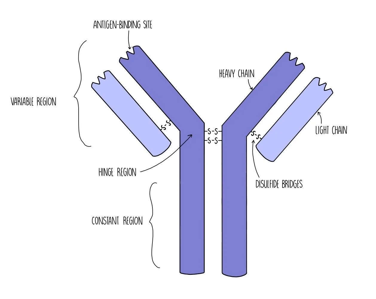 Immune Response Edexcel A — the science hive