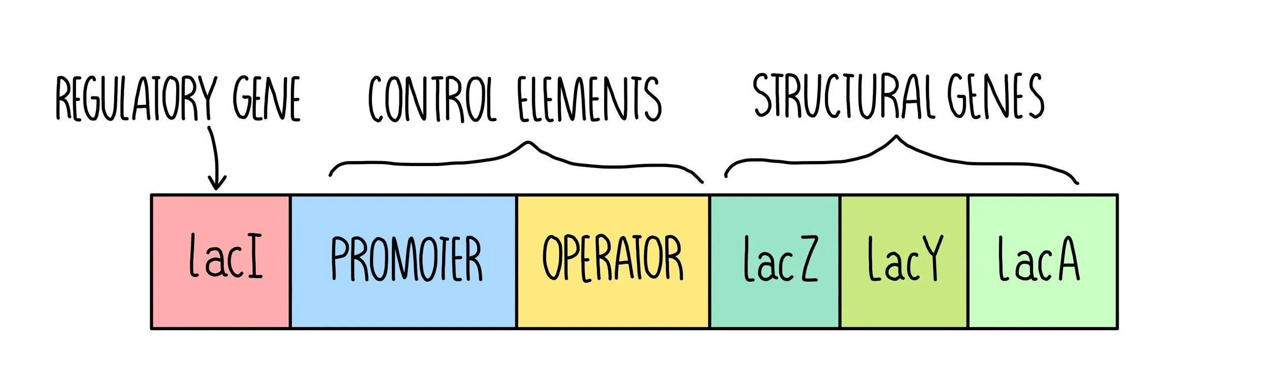 Cellular Control OCR — the science sauce