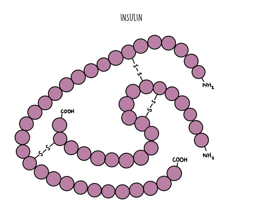 Protein Compound Example Biological Molecules OCR — the science sauce
