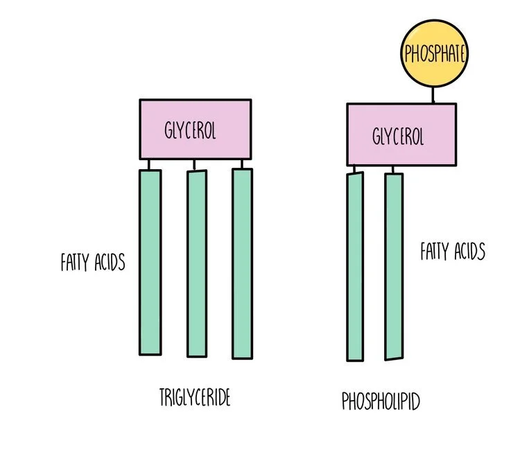 Phospholipids Types