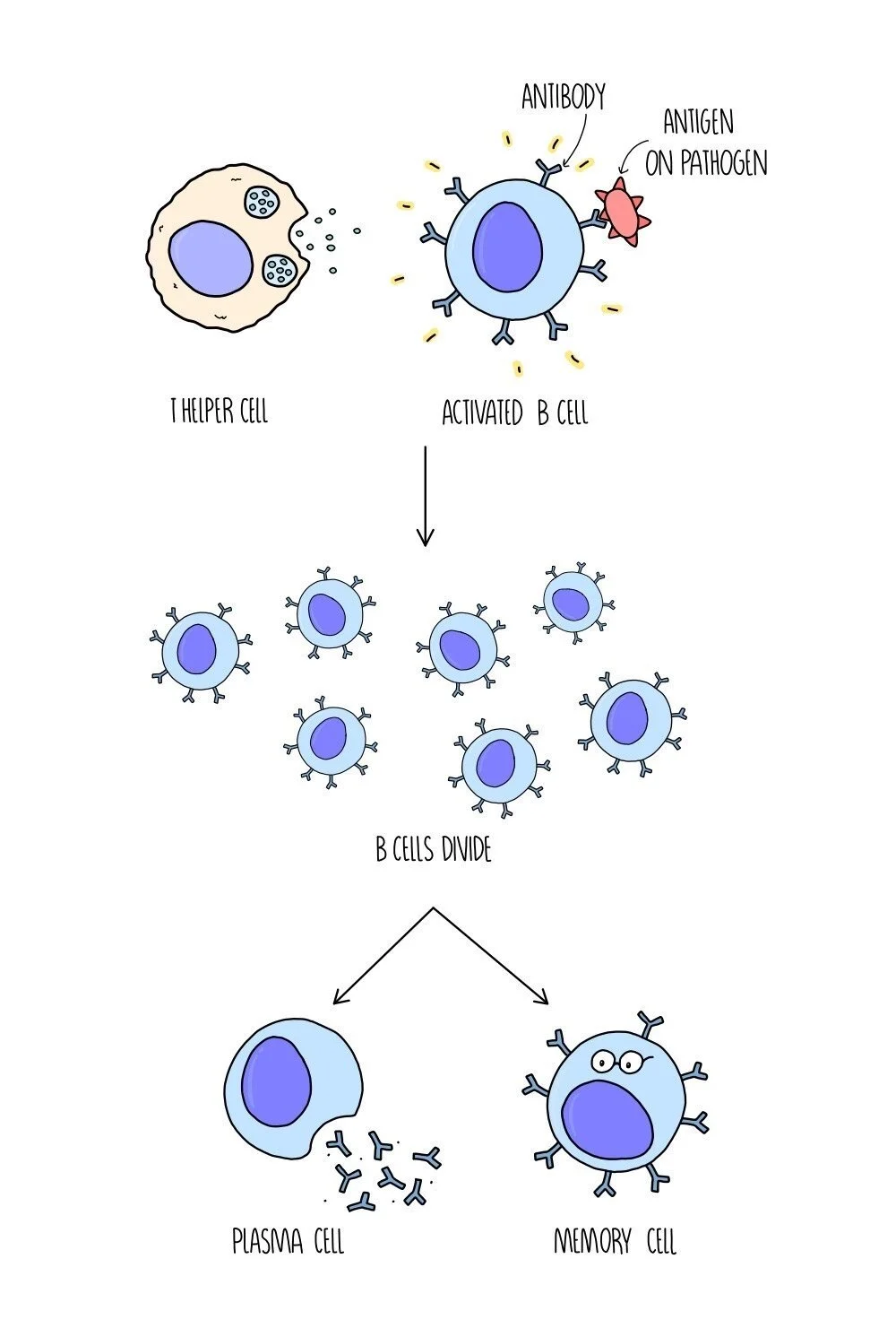 The Immune System AQA — the science hive