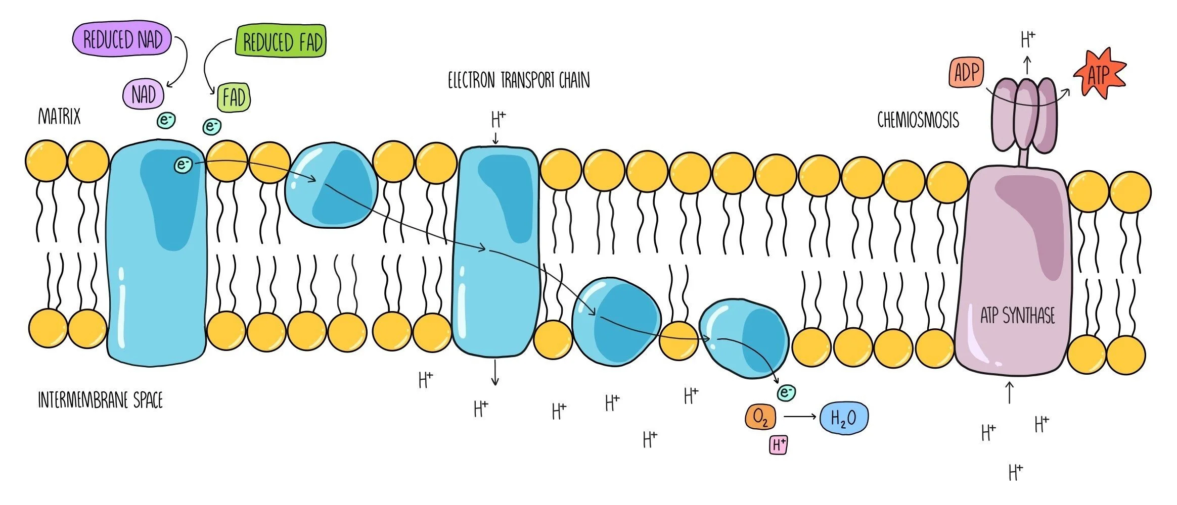 Respiration AQA The Science Sauce