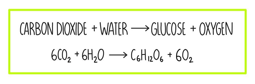 Photosynthesis AQA The Science Sauce photosynthesis-aqa-the-science-sauce
