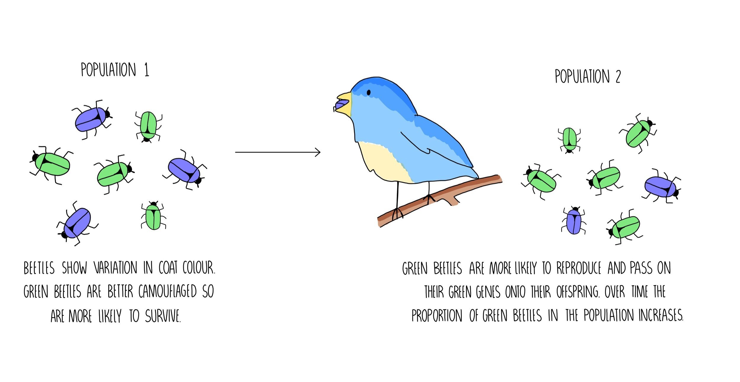Evolution ocr the science sauce