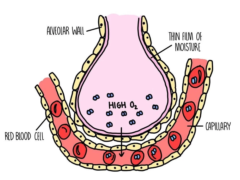 The Respiratory System OCR — the science sauce