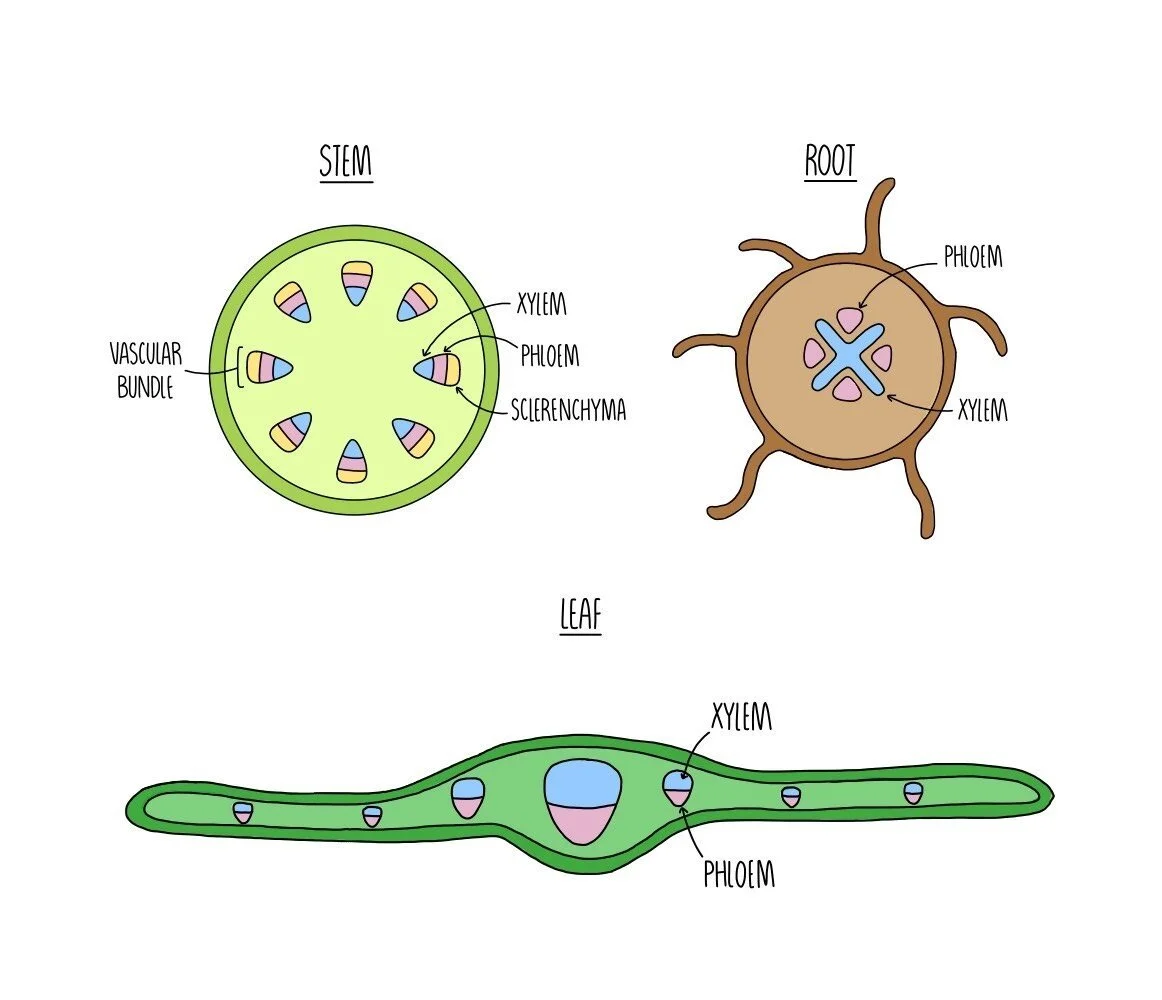 Transport In Plants OCR The Science Hive transport-in-plants-ocr-the-science-hive